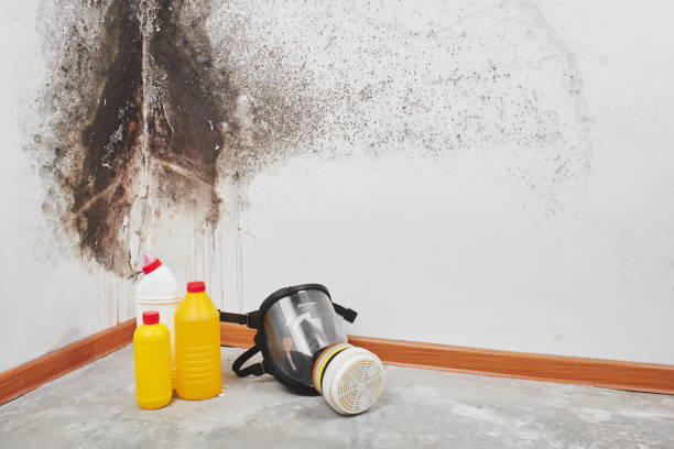 Mold Remediation for Specific Building Types