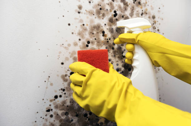 Anacortes, WA Mold Remediation Company