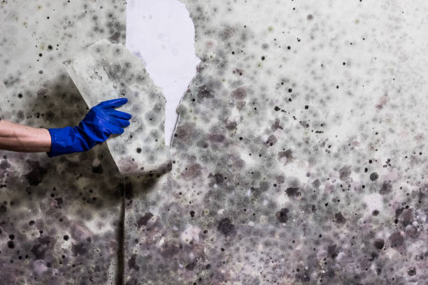 Best Emergency Mold Remediation in Anacortes, WA