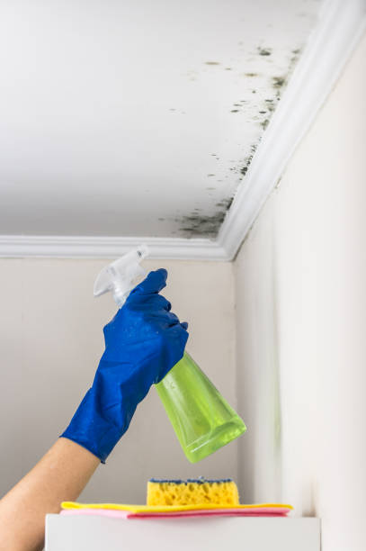 Best Residential Mold Remediation in Anacortes, WA